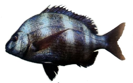 Diplodus cervinus_02.jpg